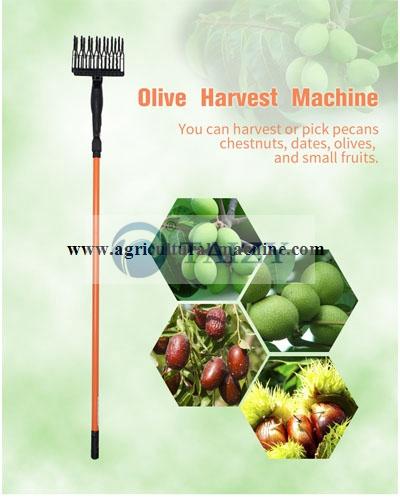 olive harvest machine