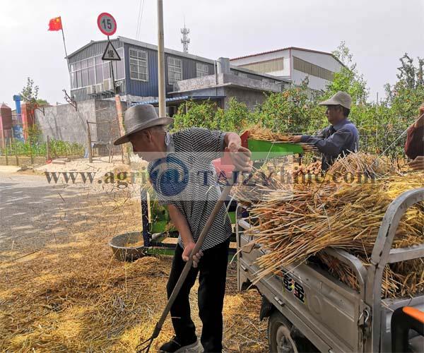 Wheat Thresher 11