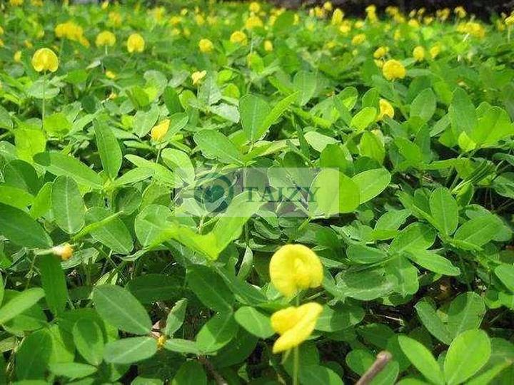 Planting Of Peanuts