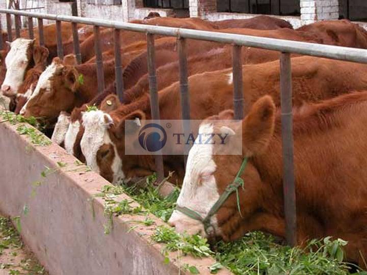 Silage-For-Cattle