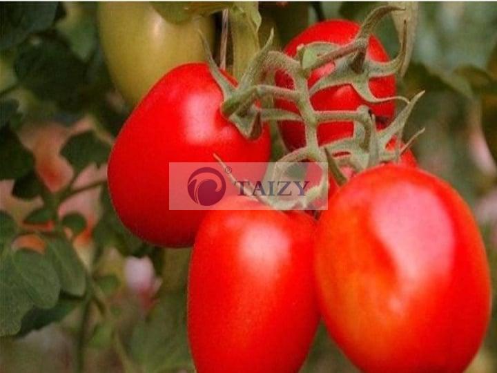 Vigorous-Tomato
