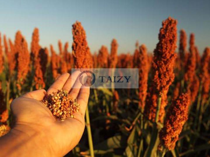 sorghum