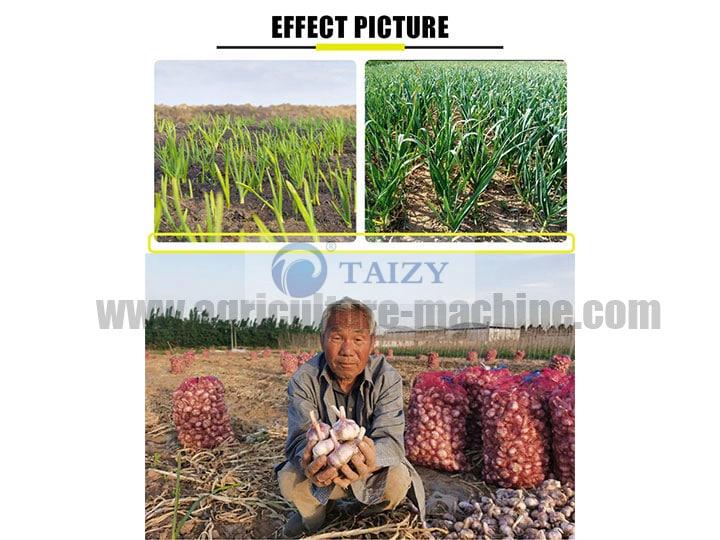 Garlic Harvesting