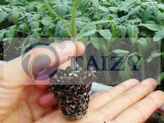 Efficient Plug Seedling Machine With Affordable Price