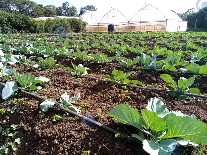 résultats de la production de semis machine