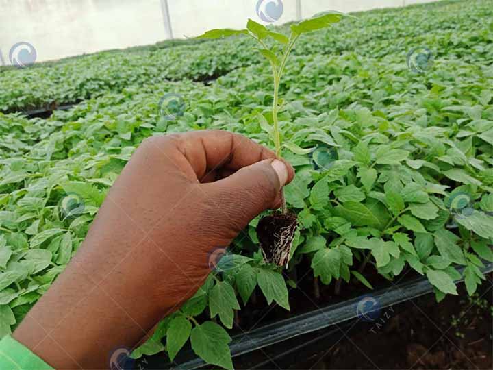 Tomato-Seedlings-Grown-By-Customers-Using-Seedling-Machines