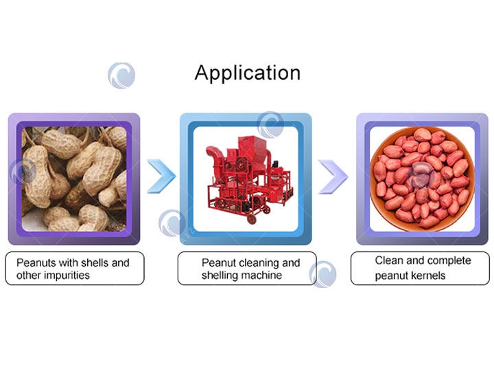 Peanut Kernels Processed By Peanut Sheller