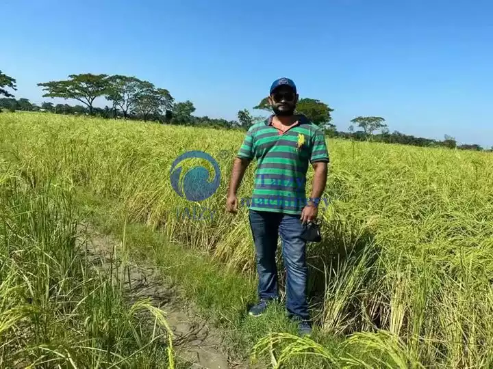 حقل أرز العميل