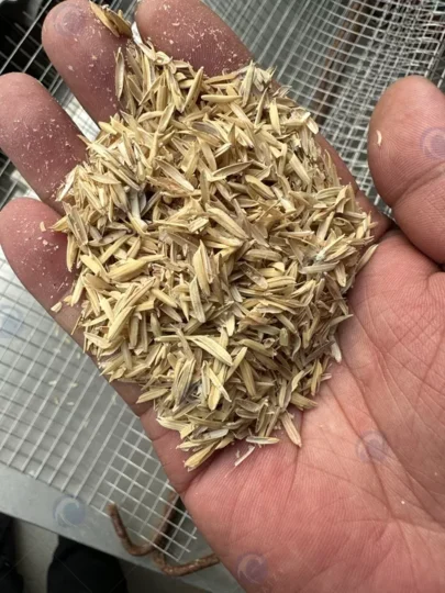 قشر الأرز