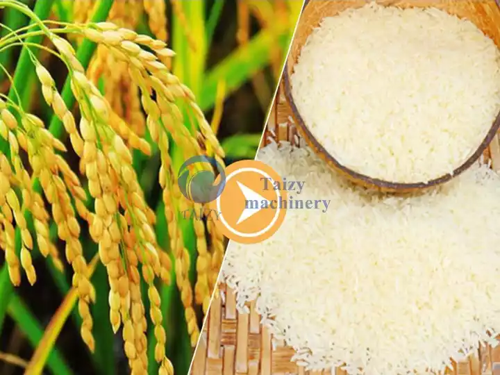 Rice Mill Machine Application